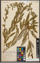 Foto von Salix triandra subsp. triandra L.
